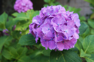 紫陽花