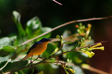 Flowerpiercer © MatthewsRandall