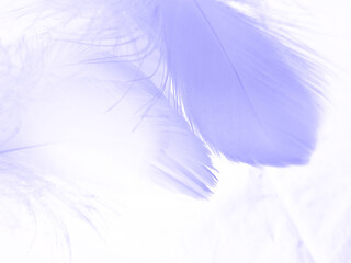 Fototapeta na wymiar Beautiful abstract colorful gray and purple feathers on white background and soft white pink feather texture on dark pattern and light blue background, colorful feather, purple banners