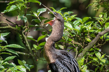 Anhinga with beak open - Davie, Florida, USA