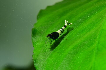 Schöne Caridina Garnelen Jungtiere im Aquarium 