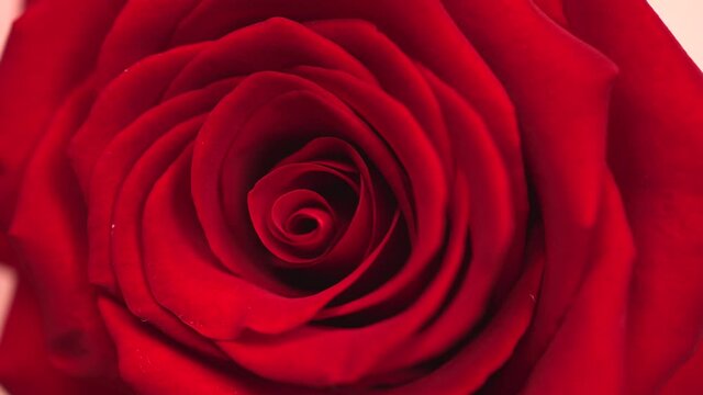 rotating red rose. Beautiful flower
