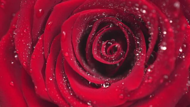 rotating red rose. Drops on the petals