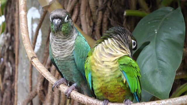 beautiful parrot colorful bird in natural