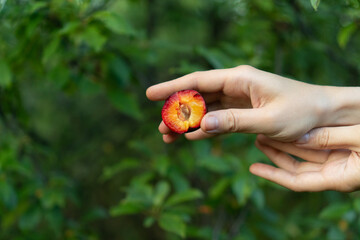 A woman hand holds a juicy and delicious plum in the garden. Closeup homegrown ripe organic plum a green background. Sex concept.