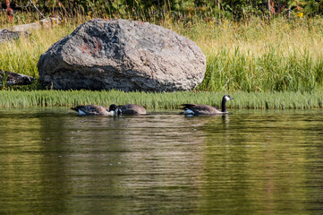 Canada Goose (Branta canadensis) in Yellowstone National Park, USA