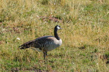 Canada Goose (Branta canadensis) in Yellowstone National Park, USA