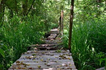 old, broken bridge over the swamp