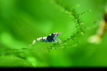 Schöne Caridina Garnelen Jungtiere im Aquarium 