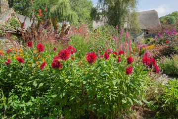 Cactus dahlia, matilda hudson , a beautiful red flower dahlia