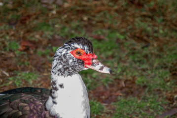 Muscovy Duck (Cairina moschata) in park, Abkhazia