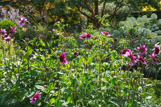 Dahlia, blue bayou, making the garden borders come alive