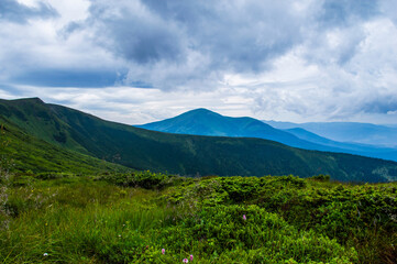 Fototapeta premium Carpathian Mountains. Panorama of green hills in summer mountain