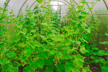 In a large greenhouse in summer, a person grows cucumbers