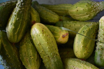 fresh harvest of cucumbers in a bowl