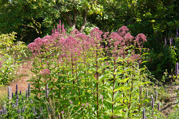 eutrochium fistulosum, trumpet weed or hollow joe-pye weed is a perennial plant in the sunflower...
