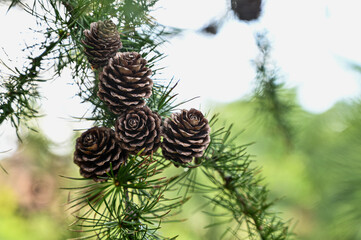 Pine branch with cones in the summer against the blue sky. Cones larix decidua mill.