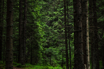 Fototapeta na wymiar Carpathian nature. Forest on green hills in summer mountains