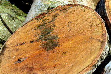 birch sawn for firewood in the village