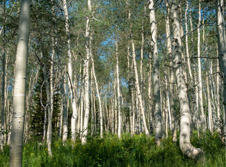 Naklejka premium Aspen Tree Forest