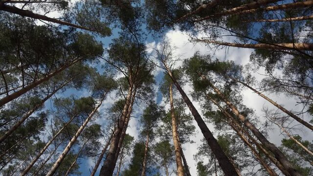 Flowing white clouds against the blue sky above the tops of the trees of the old forest. Time lapse.