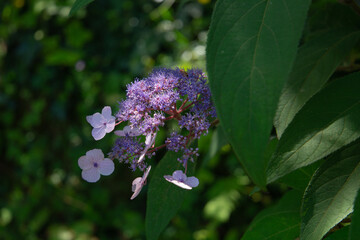 Hydrangea aspera , hairy hydrangea alight in the midday sun