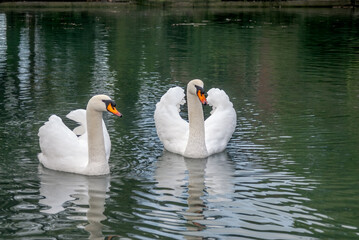 Mute Swan (Cygnus olor) in park, Abkhazia
