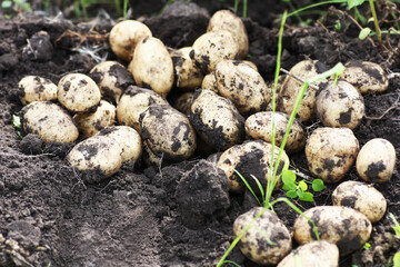 Potatoes dug out of the ground close-up.