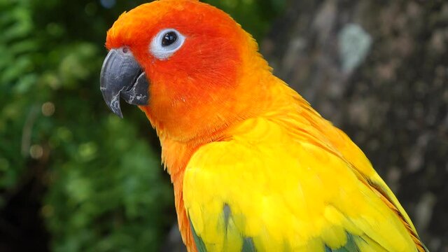 Beautiful small parrot Cute and colorful