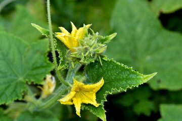 a flower in a cucumber garden