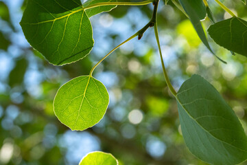 Aspen Leaves