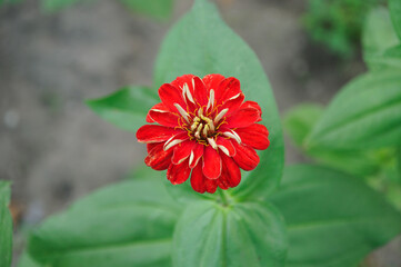 red zinnia flower on a background of green leaves. view from above