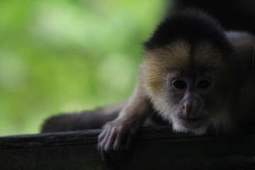 Obraz premium Monkey