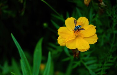 Neon cuckoo bee aka Thyreus nitidulus drinking nectar from a yellow cosmos flower