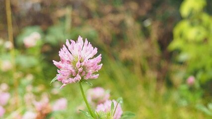 Macro photo of nature plant flower clover. Background texture of a blooming wild flower clover. Image of field red flower clover