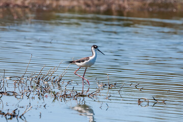 Black-necked Stilt (Himantopus mexicanus) in Salton Sea area, Imperial Valley, California, USA