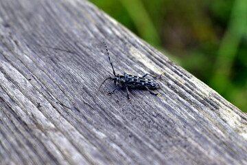 barbel beetle on old board