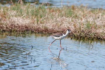 Black-necked Stilt (Himantopus mexicanus) in Salton Sea area, Imperial Valley, California, USA