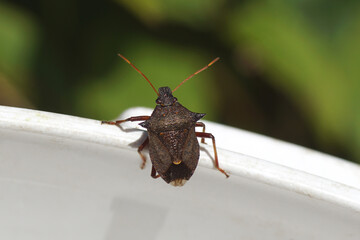 Picromerus bidens (spiny shieldbug, spiked shieldbug). Subfamily Asopinae. Family Stink bugs. On a white border. Summer (August) in a Dutch garden.   