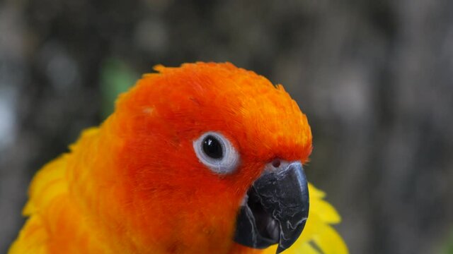 Beautiful small parrot Cute and colorful