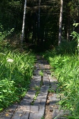forest path covered with plank decking