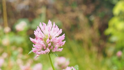 Macro photo of nature plant flower clover. Background texture of a blooming wild flower clover. Image of field red flower clover