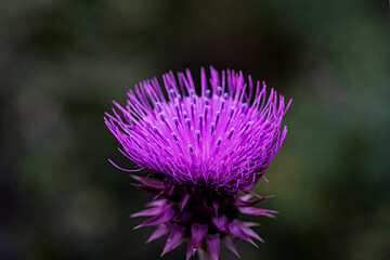 Milk Thistle