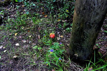 fly agaric grew by the pillar