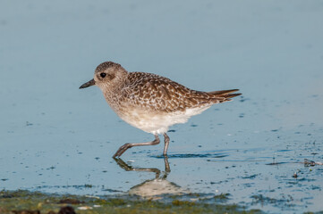 Black-bellied Plover (Pluvialis squatarola) in Malibu Lagoon, California, USA