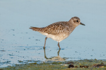 Black-bellied Plover (Pluvialis squatarola) in Malibu Lagoon, California, USA