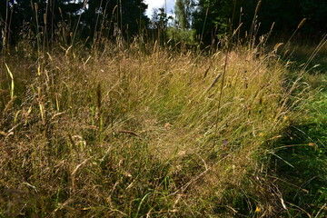 field grass in August in the sun