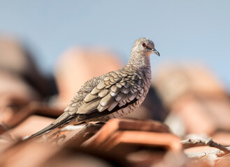 Scaled Dove on the roof