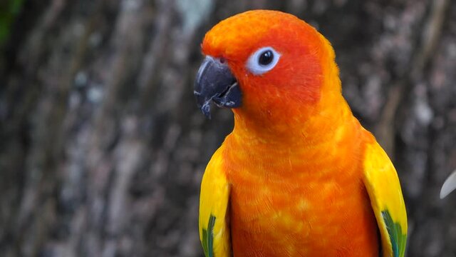 Beautiful small parrot Cute and colorful