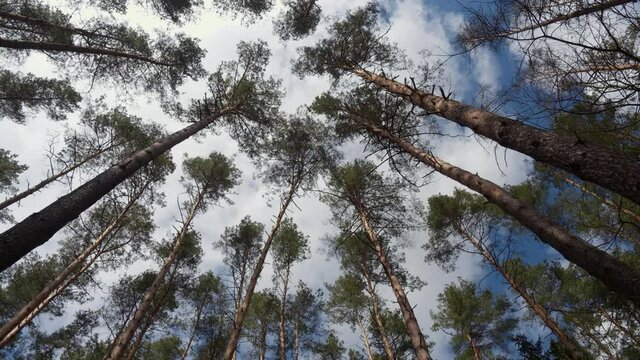 Flowing white clouds against the blue sky above the tops of the trees of the old forest. Time lapse.